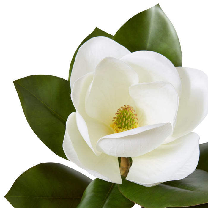 Magnolia Grand Flower Stem Pack Of 12 - White, 66cm (H)