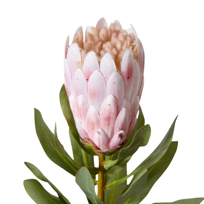 Protea Grand Stem Pack Of 12 - Pink, 65cm (H)