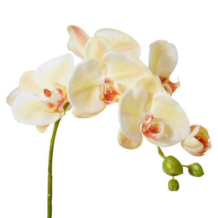 Phalaenopsis Lush Stem Pack Of 12 - Beauty, 78cm (H)