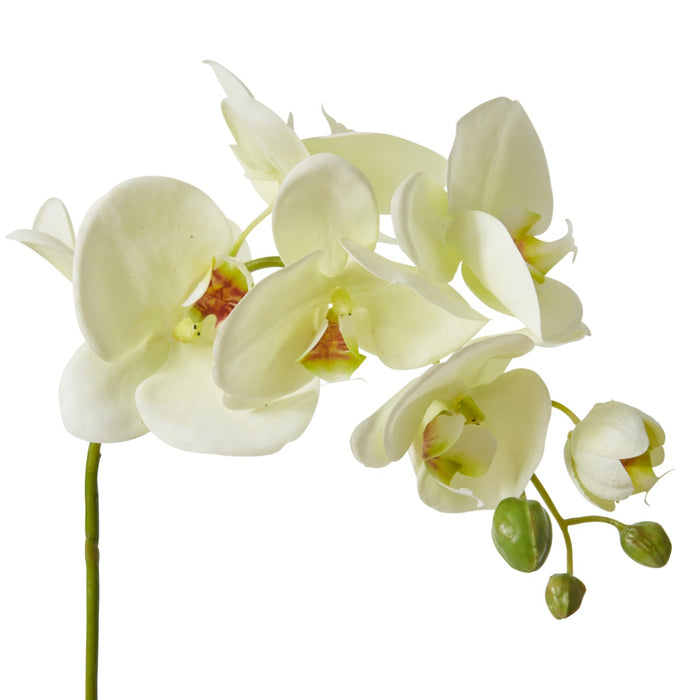 Phalaenopsis Lush Stem Pack Of 12 - White Green, 78cm (H)