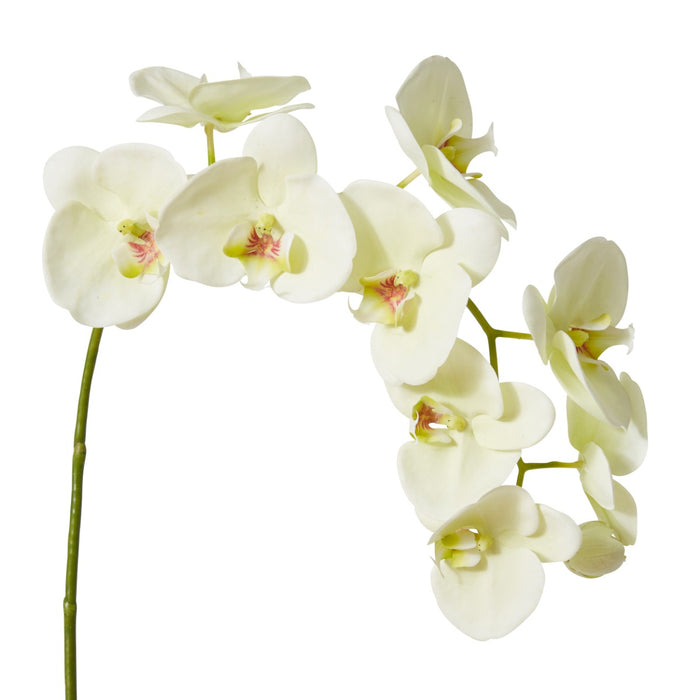 Phalaenopsis Lush Stem Pack Of 8 - White Green, 97cm (H)