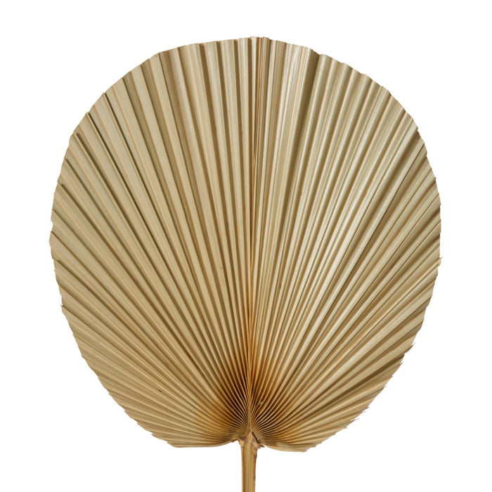Fan Palm Dried Stem Pack Of 10 - Natural, 73cm (H)