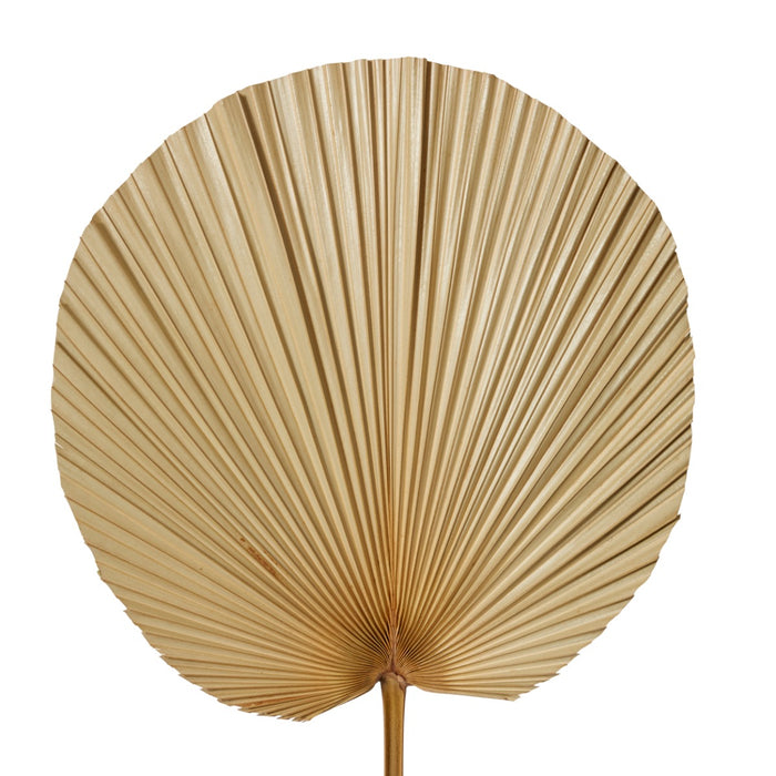 Fan Palm Dried Stem Pack Of 10 - Natural, 90cm (H)