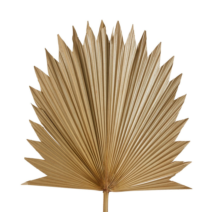 Sun Fan Palm Dried Stem Pack Of 10 - Natural, 96cm (H)