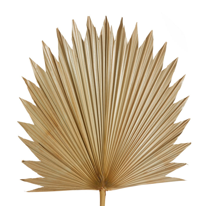 Sun Fan Palm Dried Stem Pack Of 10 - Natural, 103cm (H)