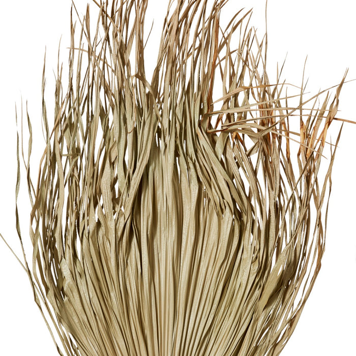 Palm Dried Stem Pack Of 10 - Natural, 130cm (H)