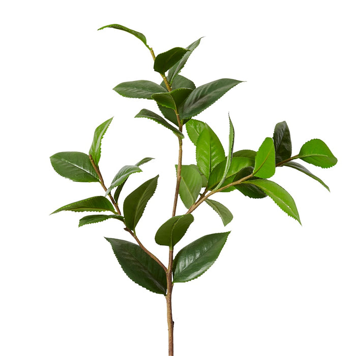 Camellia Leaf Spray Pack Of 12 - Green, 84cm (H)