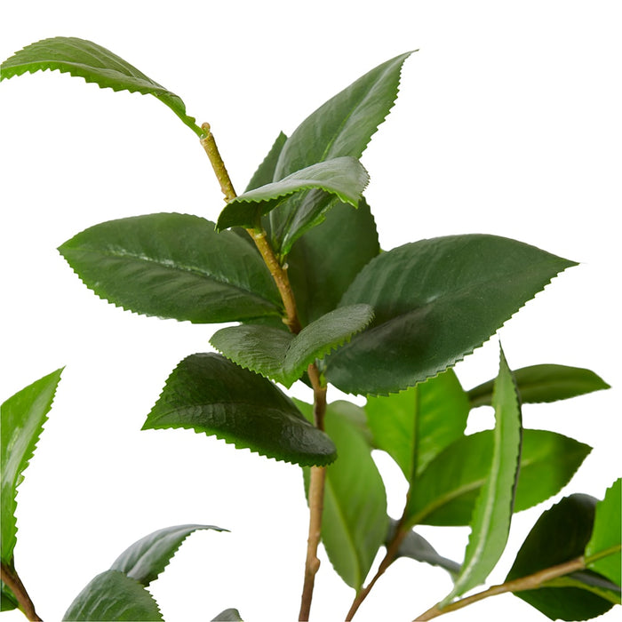 Camellia Leaf Spray Pack Of 12 - Green, 84cm (H)