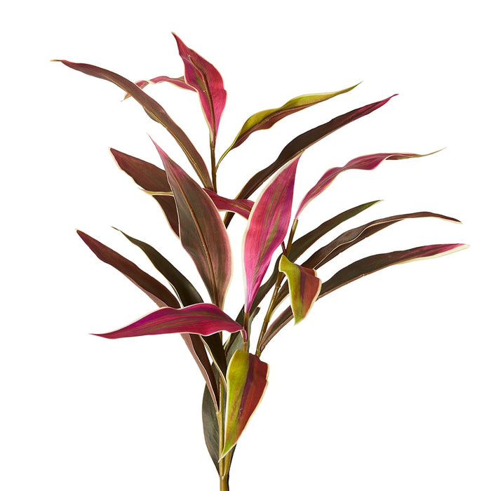 Cordyline Spray Pack Of 12 - Burgundy Green, 104cm (H)