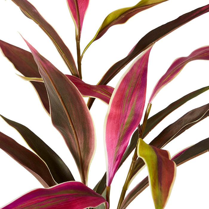 Cordyline Spray Pack Of 12 - Burgundy Green, 104cm (H)