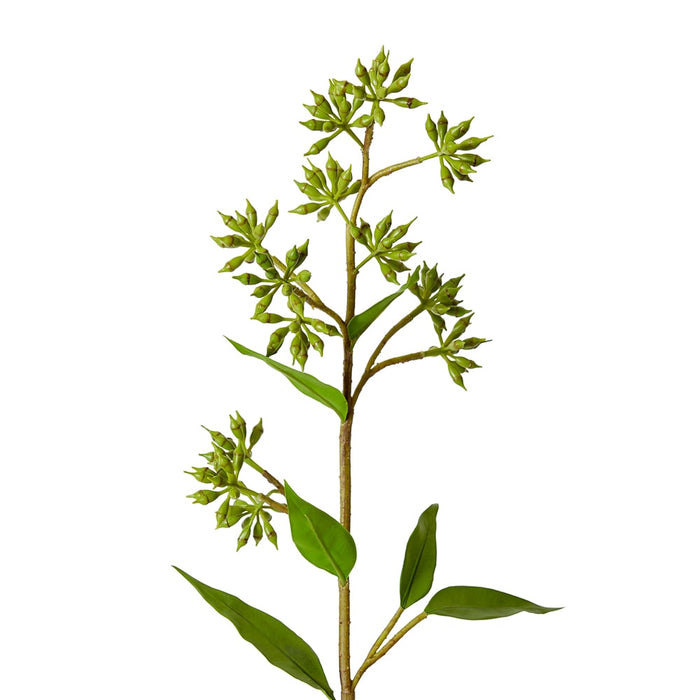 Eucalyptus Jarrah Seed Spray Pack Of 12 - Green, 74cm (H)