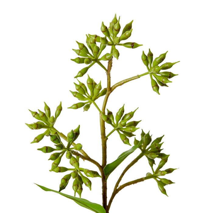 Eucalyptus Jarrah Seed Spray Pack Of 12 - Green, 74cm (H)