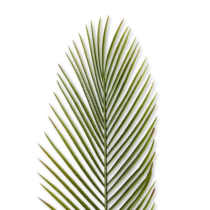 Cycad Leaf Stem Pack Of 24 - Green, 88cm (H)
