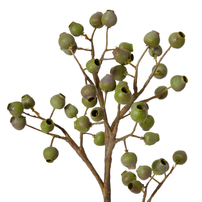 Gum Nut Pick Pack Of 12 - Green Brown, 47cm (H)