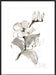 Magnolia II Wall Art