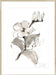 Magnolia II Wall Art