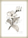 Magnolia II Wall Art