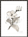 Magnolia II Wall Art