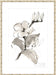 Magnolia II Wall Art