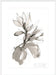 Magnolia I Wall Art