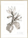 Magnolia I Wall Art
