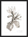 Magnolia I Wall Art