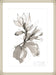 Magnolia I Wall Art