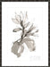 Magnolia I Wall Art