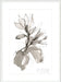 Magnolia I Wall Art