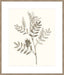 Neutral Botanical Study III Wall Art