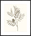 Neutral Botanical Study III Wall Art