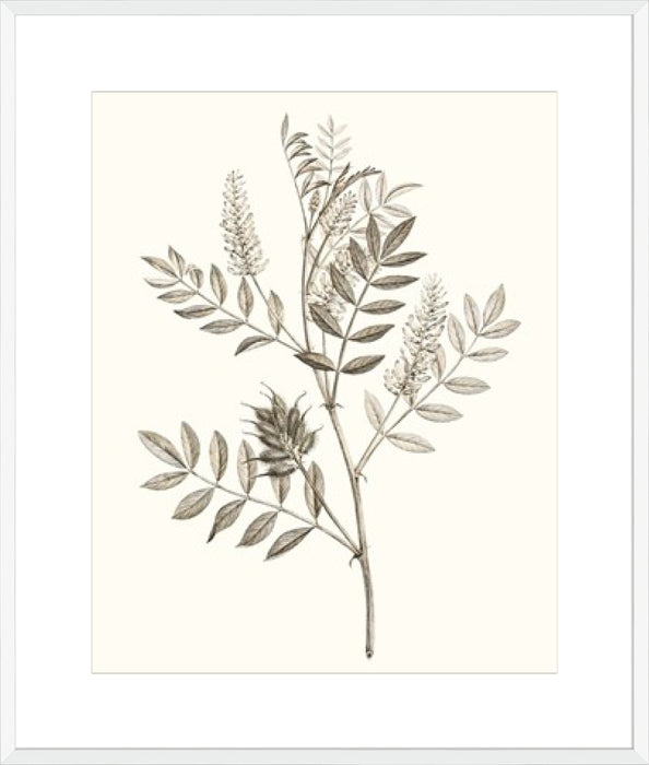 Neutral Botanical Study III Wall Art