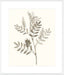 Neutral Botanical Study III Wall Art