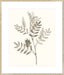 Neutral Botanical Study III Wall Art