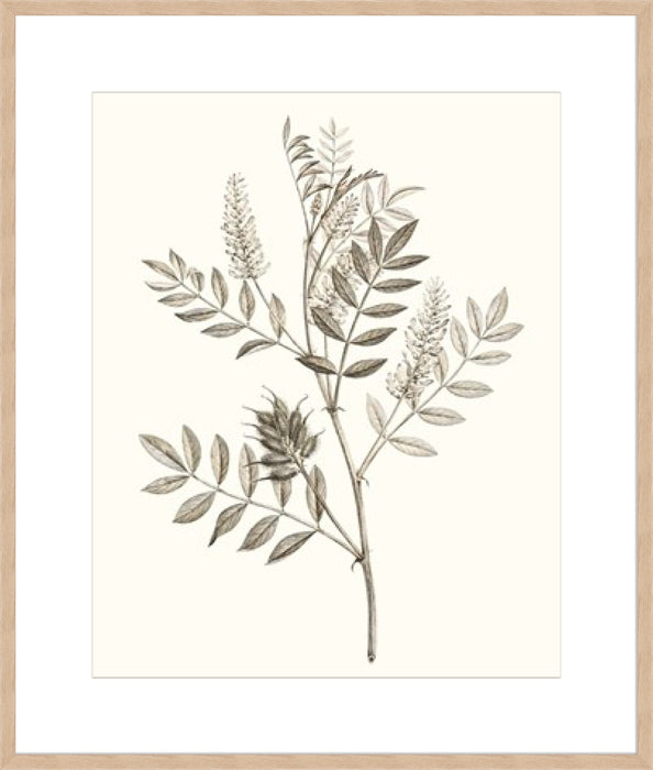 Neutral Botanical Study III Wall Art