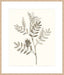 Neutral Botanical Study III Wall Art