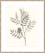 Neutral Botanical Study III Wall Art