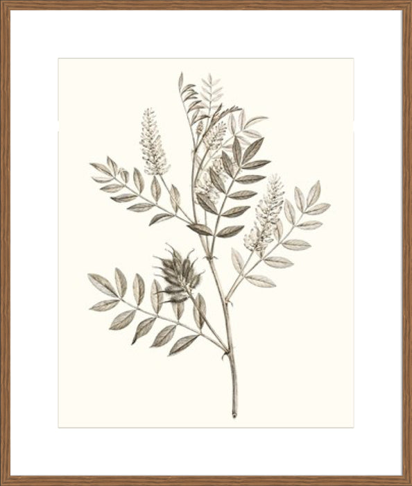 Neutral Botanical Study III Wall Art