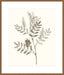 Neutral Botanical Study III Wall Art