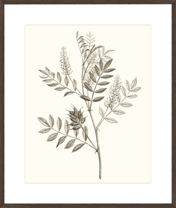 Neutral Botanical Study III Wall Art