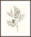 Neutral Botanical Study III Wall Art