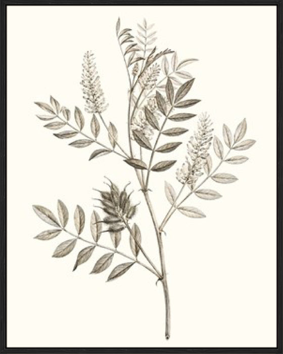 Neutral Botanical Study III Wall Art