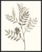 Neutral Botanical Study III Wall Art