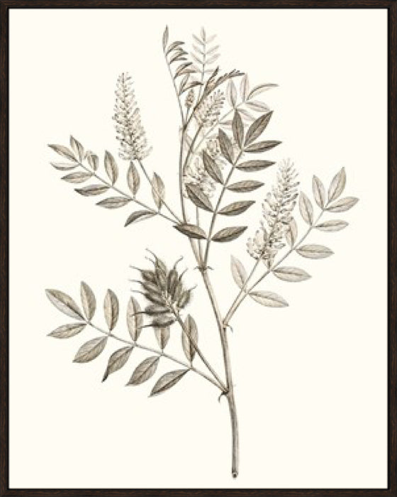 Neutral Botanical Study III Wall Art