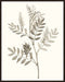 Neutral Botanical Study III Wall Art