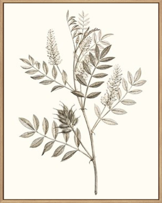 Neutral Botanical Study III Wall Art