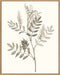Neutral Botanical Study III Wall Art