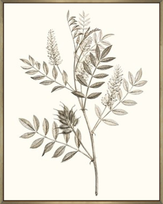 Neutral Botanical Study III Wall Art