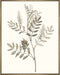 Neutral Botanical Study III Wall Art