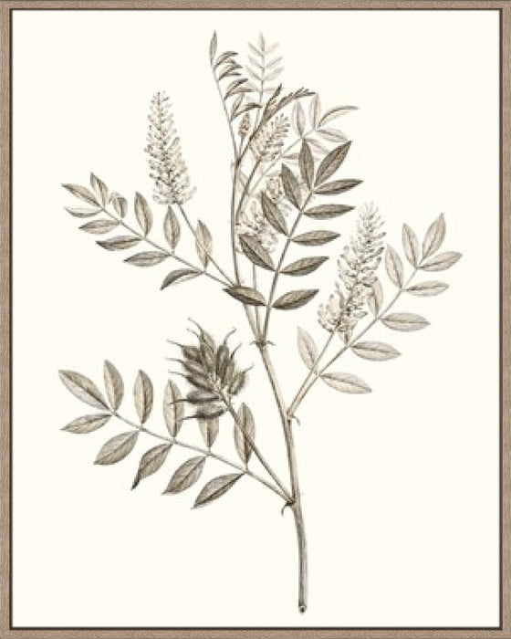 Neutral Botanical Study III Wall Art
